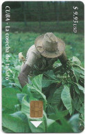 Cuba - Etecsa (Chip) - Tobacco, La Cosecha Del Tobacco, 12.2002, 9.95$, 30.000ex, Used - Cuba