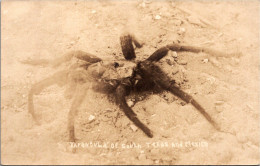 Delcampe - MEXIQUE - Mexico - TARANTULA Of South Texas And Mexico - Faune - Mexiko