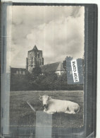 06-2023 - THE 50/174 - NORD - 59 - WORMHOUT - CPSM PF NB - Eglise De 1613 - Vue De La Campagne Avec Vache - Wormhout