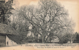 Loches * Le Château Royal * Arbre , Marronnier Planté Par François 1er - Loches