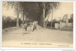 44 - MACHECOUL (Loire-Inf.) - L'Avenue Des Platanes - Ed. Artaud-Nozais N° 138 - Vache, Attelage - Machecoul