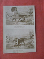 Non Postcard Photo Press  The Home Rule Tiger And Lady Of Riga   Face In Tiger  Ref 6088 - Tiger