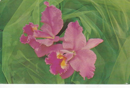 Water Lilies - Canada  - Unused  Postcard - G2 - Unclassified