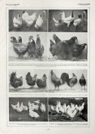 Poules: Races Pratiques/Poules: Races Francaises. Fronte/retro. Immagine 1927 - Chèques & Chèques De Voyage