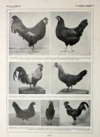 Poules Alsacienne, Ardennaise/ Races Regionales. Fronte/retro. Immagine 1927 - Chèques & Chèques De Voyage