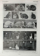 Races De Chats. Fronte/retro. Immagine 1927 - Chèques & Chèques De Voyage