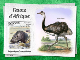 Centrafrica 2022, Animals Of Africa, Hippo, Ostrich. BF - Autruches