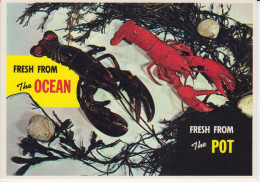 Lobsters Fesh From The Ocean Prince Edward Island Canada  Fresh From The Pot Homards  Noir Crue Rouge Cuit. - Postales Modernas