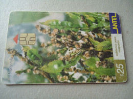 URUGUAY  USED CARDS  FLOWERS PLANTS MENTA   UNITS 25 - Blumen
