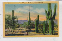 FLORA - SUKKULENTEN, Giant Sahuaros On Dessert In Arizona, Teich, 1953 - Sukkulenten