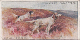 Dogs, Scenic Background 1925 - Players Cigarette Card - 29 English Setters - Player's