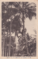Palau - Native Picking Coconuts On Palm, Japan's Vintage Postcard - Palau