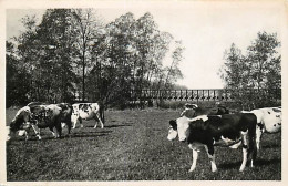 - Loiret -ref-B41- Dordives - Pont César Et La Prairie - Vaches Au Pâturage - - Dordives