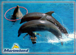 MARINELAND _ DAUPHINS - Dauphins