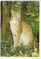 Parc De Vision De GRAMAT - Lynx - Gramat