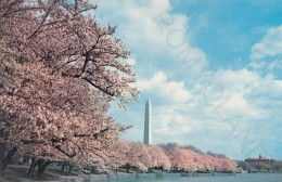 CARTOLINA  WASHINGTON D.C.,STATI UNITI-WASHINGTON MONUMENT-CHERRY BLOSSOM TIME-NON VIAGGIATA - Washington DC