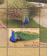 Moldavia Moldova 2013 Fauna Of Kishinev Zoo Peacock Block Mint - Pavoni