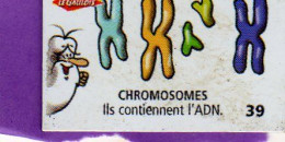 Magnets Magnet Le Gaulois Anatomie 39 Chromosomes - Altri & Non Classificati