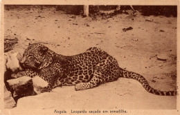 ANGOLA - Leopardo Caçado Em Armadilha - Angola