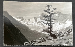 Almagelleralp/ Alpubel Täschhorn/ Photo Gyger Adelboden - Täsch