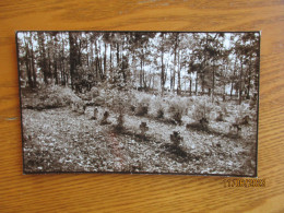 LATVIA ,  REZEKNE GRAVEYARD    , REAL PHOTO BIRKMANIS - Lettonie