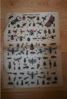 Image D'Epinal Pellerin Numéro 1271 Histoire Naturelle Insectes - Dieren