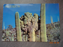 SAGUARD CACTUS - Sukkulenten