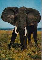 Eléphant - Faune Africaine - Éléphants