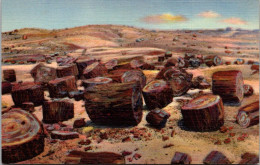 Arizona Petrified Forest Petrified Logs Curteich - Autres & Non Classés