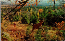 New York Adirondacks Deer Native Of The Forest On The Run 1961 - Adirondack