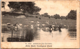 New York Zoological Park American Elk Bathing 1910 - Bronx