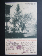 AK ST. GILGEN 1904 Baum Wunderbaum Ferstl   / D*56013 - St. Gilgen