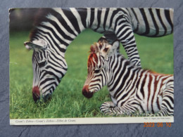 GRANT'S ZEBRA - Kenya