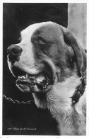 Grand St. Bernard Saint Gd. Chien Collier Chaîne - Other & Unclassified