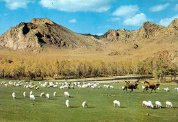 2 AK Mongolei * 2 Ansichtskarten Mit Schafherden Auf Dem Weideland * - Mongolei