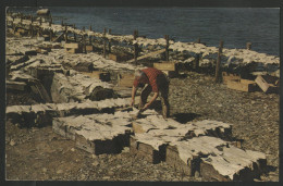 CANADA DRYING SALT FISH Séchage Du Poisson Salé Carte En Couleur De ST Peter's  Voir Decription - Other & Unclassified