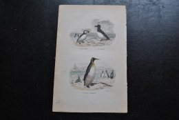 Gravure Couleurs (27,5 X 18 Cm) Buffon XIXè Le Macareux Le Pingoin Le Grand Manchot Ornithologie Pinguin Oiseau - Estampes & Gravures