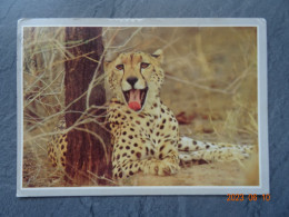 CHEETAH - Kenya