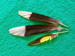 Lot De 3 Petites Plumes Oiseaux - Birds Feathers - Other & Unclassified