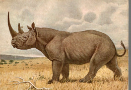 CPM Rhinocéros D'Afrique - Rhinocéros