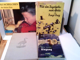 Konvolut: 4 Bände Tierbücher / Kinderbücher über Vogelzug Und Wasservögel. - Dieren