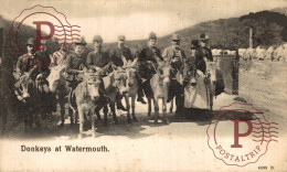 UK. DONKEYS AT WATERMOUTH - Ilfracombe