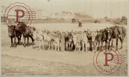 UK. LITTLEHAMPTON. RPPC. DONKEYS - Bognor Regis