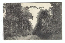 Wijtschate  Wytschaete  Chemin à Travers Le Bois Vers Voormezeele - Heuvelland