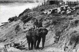 Carte Photo 1965 écrite Vietnam éléphants Au Travail - Éléphants