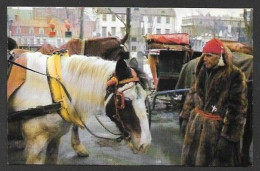 Québec - Calèche De Québec - Un Cocher Qui Prend Soin De Son Cheval - Par La Societé Kent - Québec - Château Frontenac