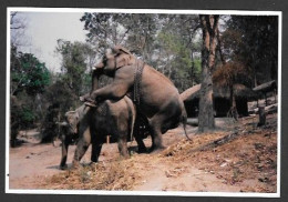 Animaux & Faune > Éléphants - Cette Photo Montrent 2 Éléphants Qui S'accouplent Très Rare Cette Photo Prise En 1982 - Éléphants