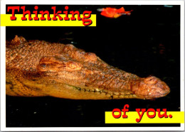(3 R 36) Australia - Humour - Crocodile Thinking Of You. - Altri & Non Classificati