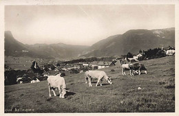 Ballaigues Troupeau De Vaches 1925 - Ballaigues