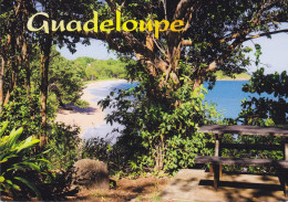 Goudeloupe CPA Guadeloupe Anttiles Francaises Deshaies Plage Amandiers 1999 BAGSVÆRD Denmark Marianne Lamouche (2 Scans) - Autres & Non Classés